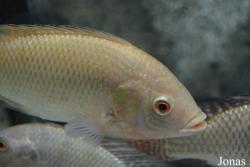 Aquarium de la Guadeloupe