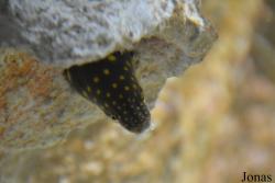 Myrichthys breviceps