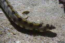 Ophichthidae
