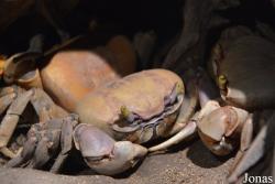 Gecarcinus lateralis