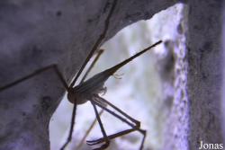 Inachidae
