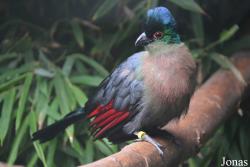 Gallirex porphyreolophus