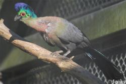 Parc Zoologique et Botanique de Mulhouse