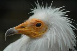 Neophron percnopterus