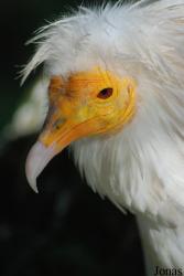 Neophron percnopterus ginginianus
