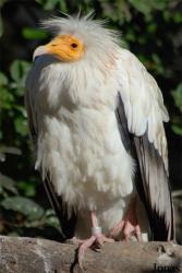 Parc Zoologique et Botanique de Mulhouse
