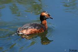 Podiceps auritus