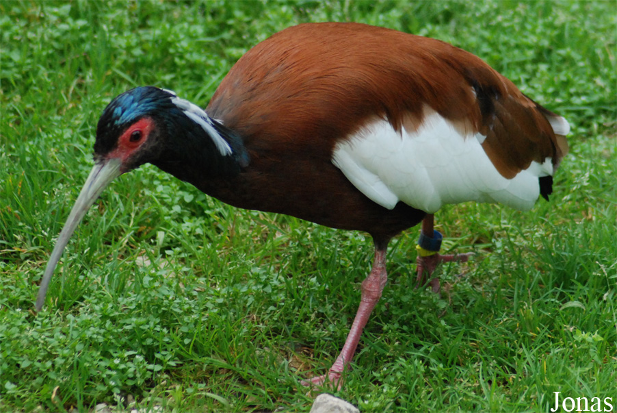 Parc Zoologique et Botanique de Mulhouse