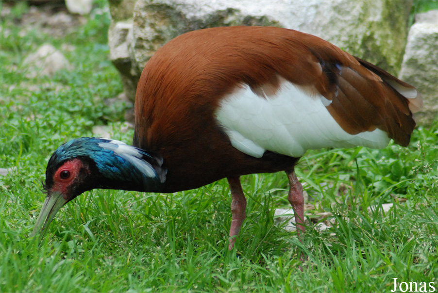Parc Zoologique et Botanique de Mulhouse