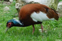 Parc Zoologique et Botanique de Mulhouse