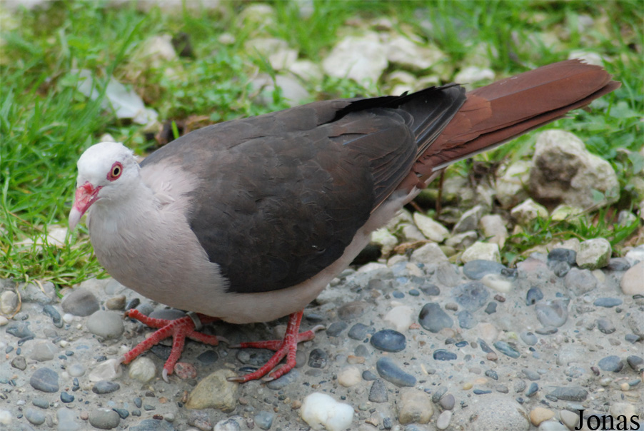 Parc Zoologique et Botanique de Mulhouse