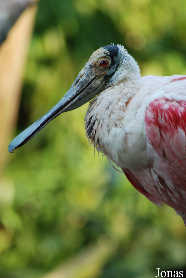 Parc Zoologique et Botanique de Mulhouse