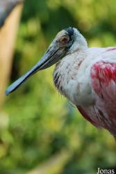 Parc Zoologique et Botanique de Mulhouse