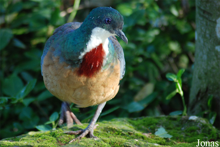 Parc Zoologique et Botanique de Mulhouse
