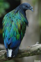 Parc Zoologique et Botanique de Mulhouse