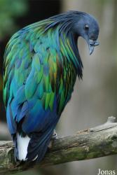 Parc Zoologique et Botanique de Mulhouse
