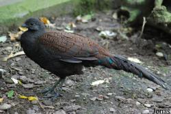 Polyplectron inopinatum