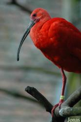 Parc Zoologique et Botanique de Mulhouse