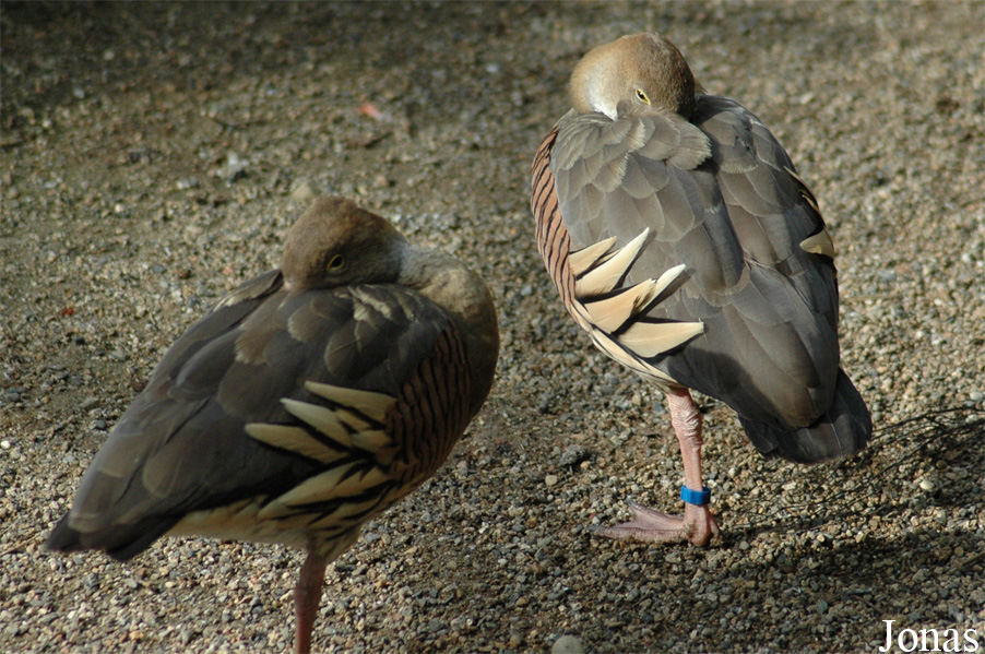 Parc Zoologique et Botanique de Mulhouse