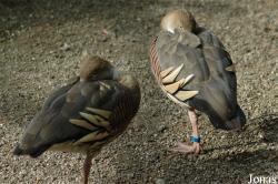 Parc Zoologique et Botanique de Mulhouse