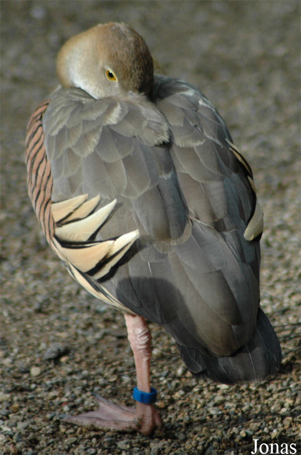 Parc Zoologique et Botanique de Mulhouse