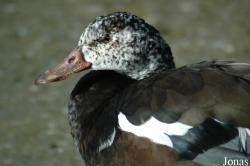 Parc Zoologique et Botanique de Mulhouse