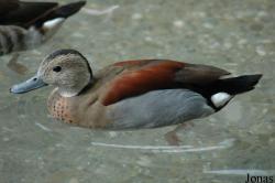 Callonetta leucophrys
