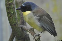 Pterorhinus courtoisi