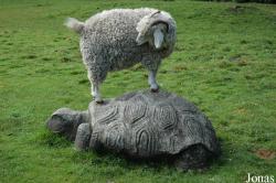 Chèvre Angora
