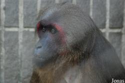 Macaca arctoides