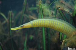 Syngnathidae