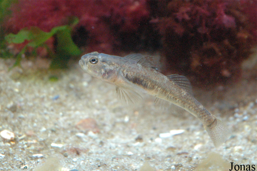 Aquarium Wilhelmshaven
