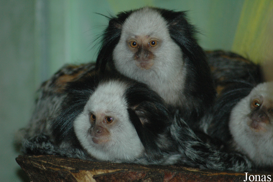 Zoo in der Wingst