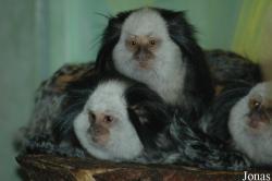 Zoo in der Wingst