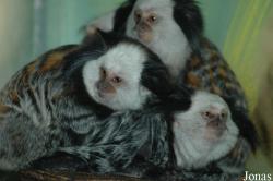Zoo in der Wingst