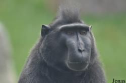 Macaca nigra
