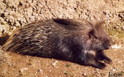 Hystrix cristata