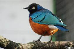 Lamprotornis superbus