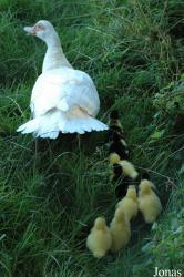 Tierpark Gettorf