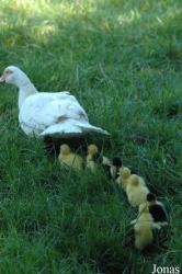 Tierpark Gettorf