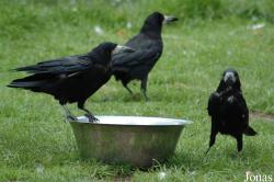 Corvus frugilegus