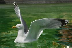 Larus argentatus