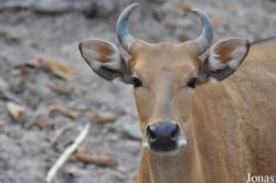 Bos javanicus