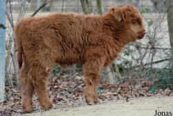Vache Highland