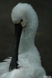 Tierpark Neumünster