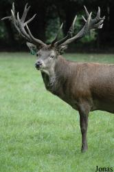 Wildpark Eekholt