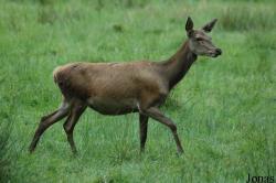Wildpark Eekholt