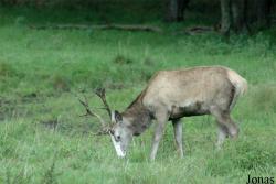 Wildpark Eekholt