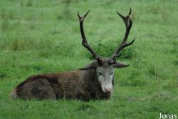 Wildpark Eekholt