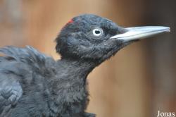 Dryocopus martius